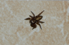 Plexippus setipes