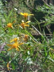 Coreopsis petrophila