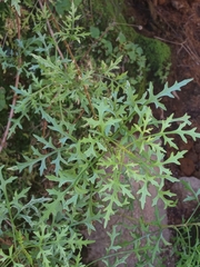 Coreopsis petrophila
