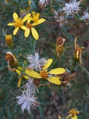 Coreopsis petrophila