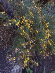Coreopsis petrophila