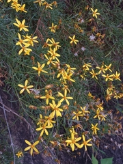 Coreopsis petrophila