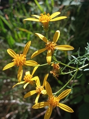 Coreopsis petrophila