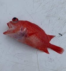 Plectrypops retrospinis