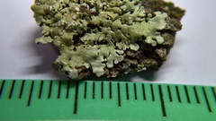 Flavoparmelia soredians