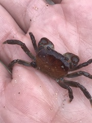 Cyclograpsus audouinii