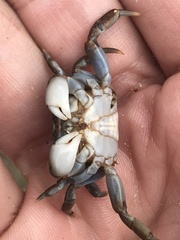 Cyclograpsus audouinii