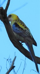 Platycercus eximius x adscitus