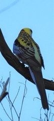 Platycercus eximius x adscitus