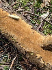 Fuscoporia ferruginosa