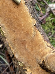Fuscoporia ferruginosa
