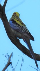 Platycercus eximius x adscitus