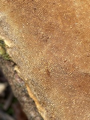 Fuscoporia ferruginosa