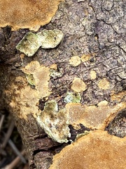Fuscoporia ferruginosa