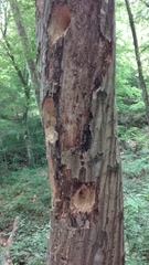 Dendrocopos major