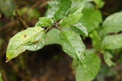Solanum inaequilaterum