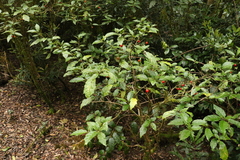 Solanum inaequilaterum