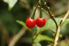 Solanum inaequilaterum