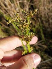 Rhynchospora microcarpa