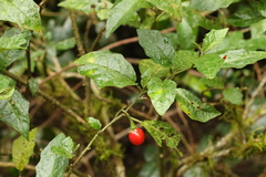 Solanum inaequilaterum
