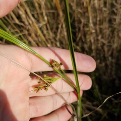 Rhynchospora microcarpa