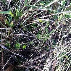 Eragrostis elliottii