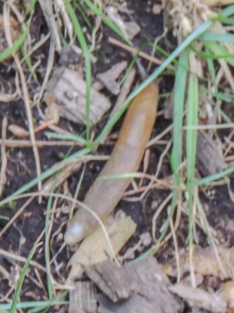 Dusky Slugs from Concord, MA, USA on September 12, 2021 at 1235 PM by