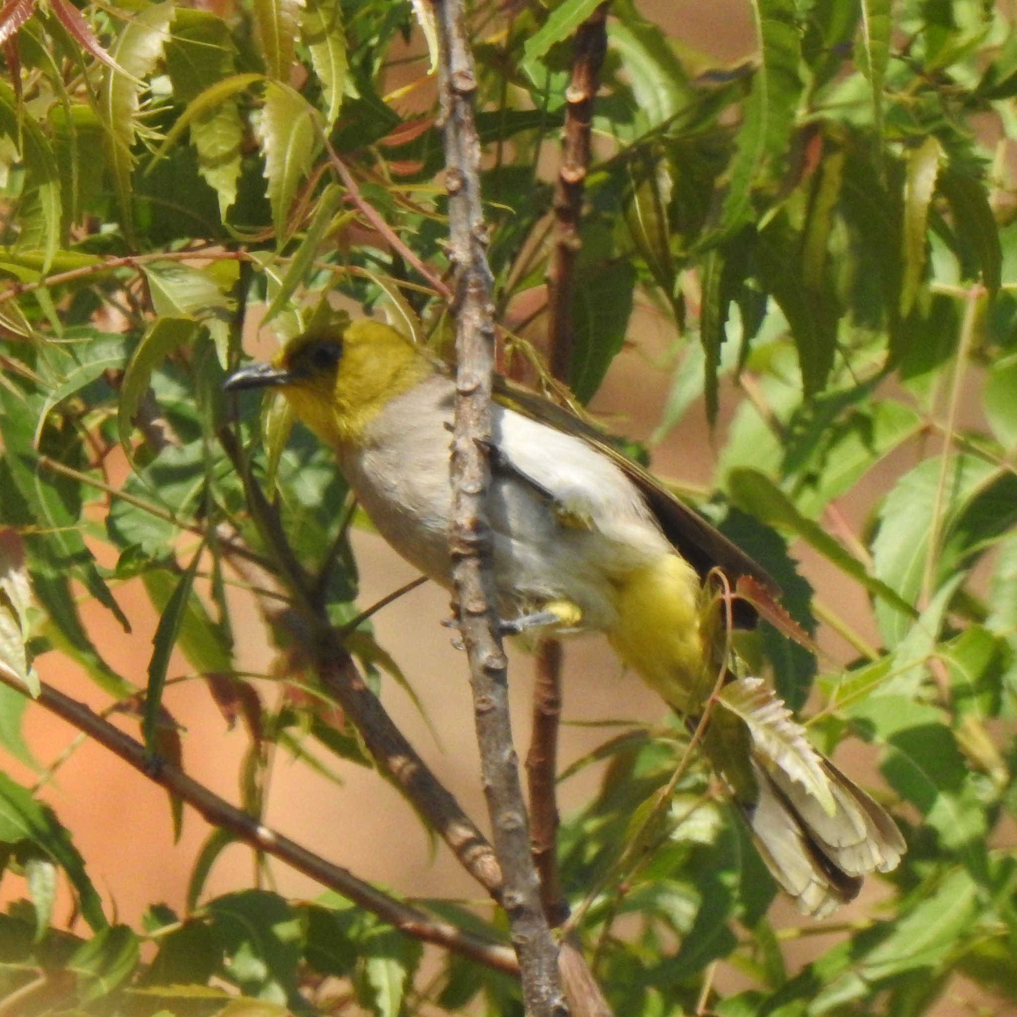Yellow-throated Bulbul (Pycnonotus xantholaemus), photo 6
