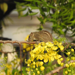 Funambulus palmarum