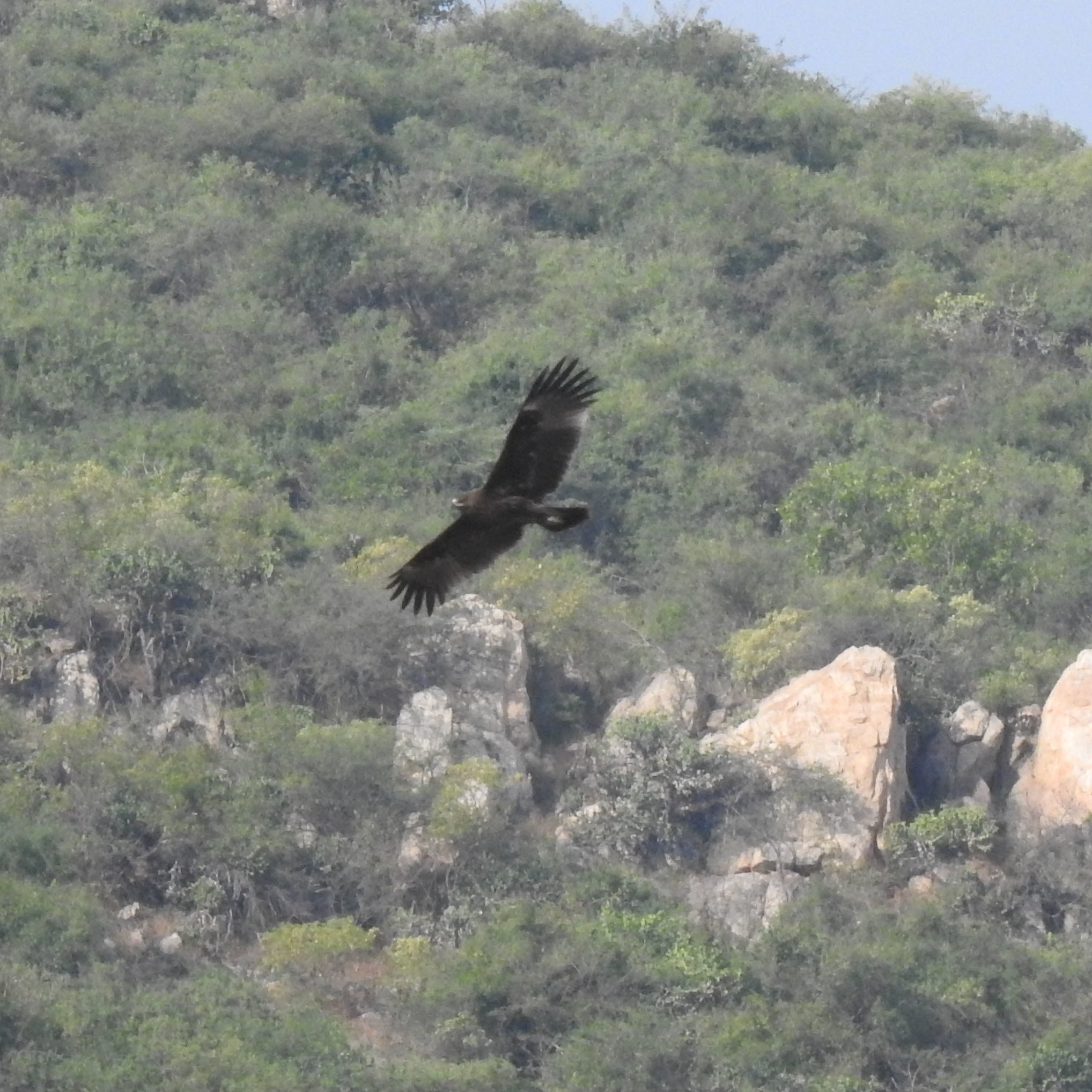 Indian Spotted Eagle (Clanga hastata)