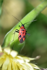 Calocoris nemoralis