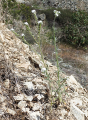 Cryptantha intermedia intermedia