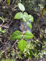 Toxicodendron radicans image