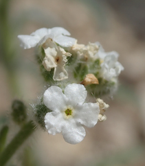 Cryptantha intermedia intermedia