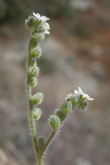 Cryptantha intermedia intermedia
