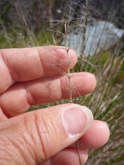 Elymus multisetus