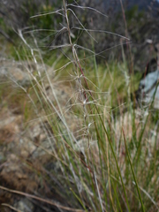 Elymus multisetus