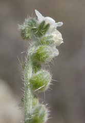 Cryptantha intermedia intermedia