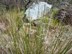 Elymus multisetus