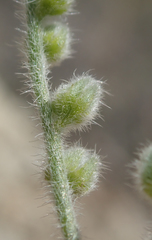 Cryptantha intermedia intermedia