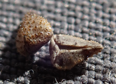 Cryptantha intermedia intermedia