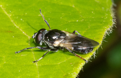 Myolepta lunulata