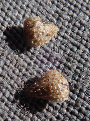 Cryptantha intermedia intermedia