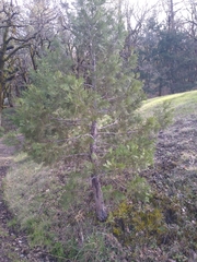Calocedrus