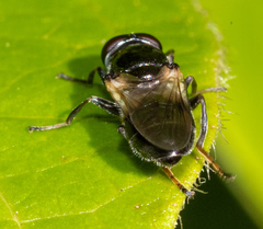 Myolepta lunulata
