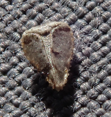 Cryptantha intermedia intermedia