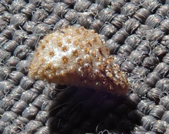 Cryptantha intermedia intermedia