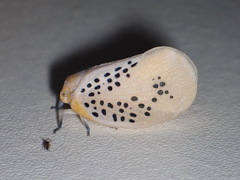 Poekilloptera phalaenoides