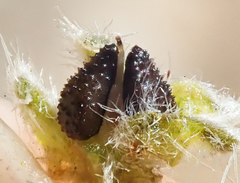 Cryptantha intermedia intermedia