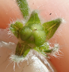 Cryptantha intermedia intermedia